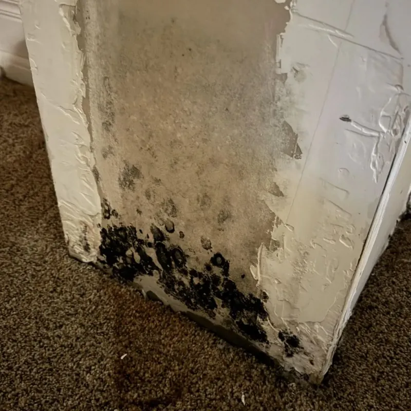 Professional Mold Removal in Rehoboth, MA